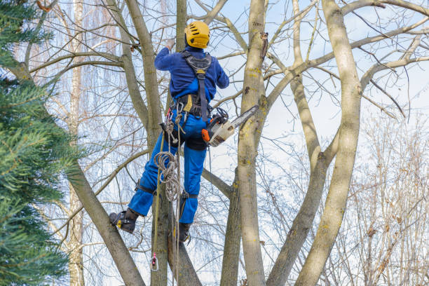 How Our Tree Care Process Works  in  Chattanooga, TN