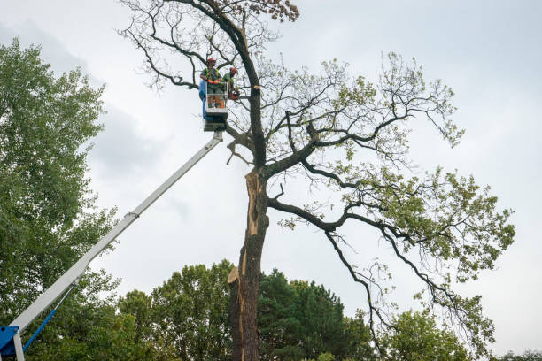 Reliable Chattanooga, TN Tree Care Solutions